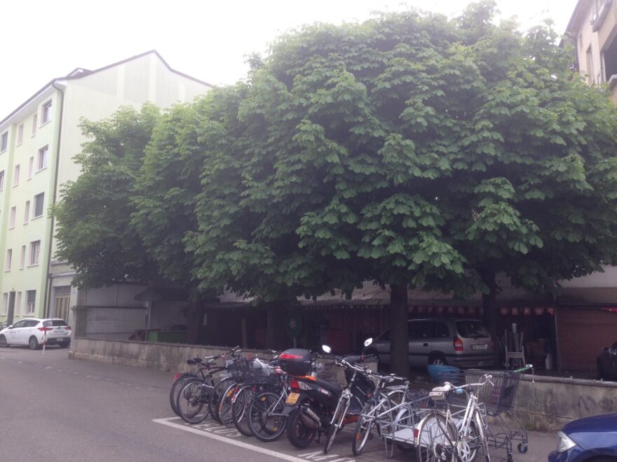 Kastanienbäume beim Restaurant Erlengarten
